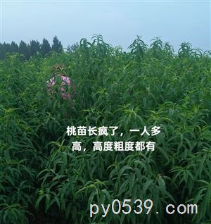 出售各种新品种桃苗奶油蟠桃苗红肉油蟠桃苗天外之星油蟠桃苗