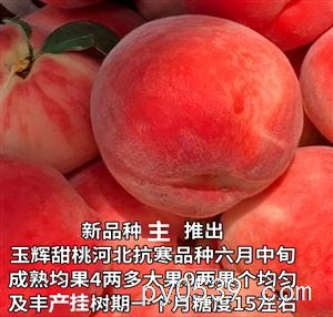 出售各种新品种桃苗奶油蟠桃苗红肉油蟠桃苗天外之星油蟠桃苗