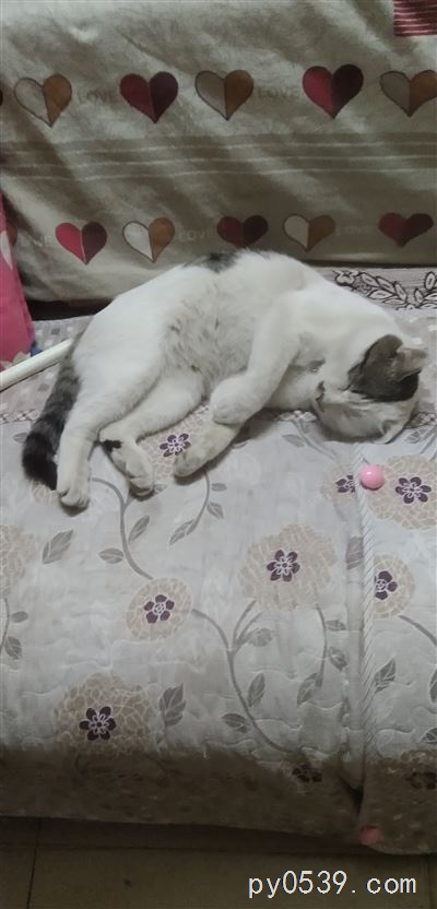 家养猫咪，急找新主人